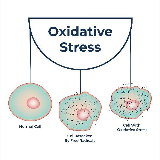 Oxidative Stress Illustration
